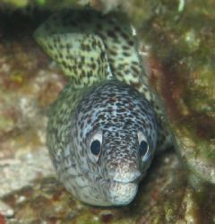 Tormento Reef, Cozumel, Q. Roo, Mexico - Taken last week. by Mc Daen 